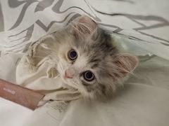 -瑞派宠物医院(搏威敦和院)