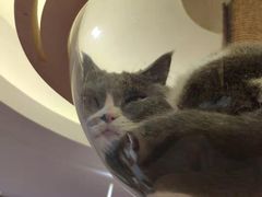 -滚猫咖啡·猫咖·猫友好撸猫(未来城店)