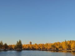 -金塔沙漠胡杨林景区