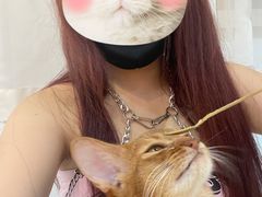 -喵宠乐园·撸猫互动·猫舍