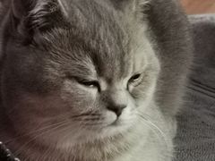 -猫大福·Fortune Cat猫舍(百子湾店)