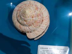 -青岛贝壳博物馆
