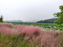 -月湖风景区