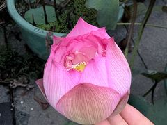 -云溪植物园