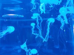 -左海海底世界