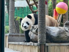 -大连森林动物园