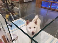 -柴源莊·柴小宠柴犬咖啡