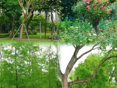 -香蜜公园