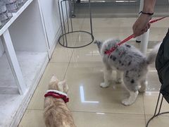 -瑞派动物医院·猫专科·至诚(江南中分院)