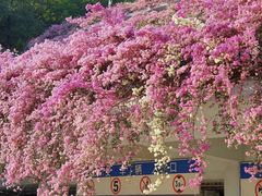 -深圳仙湖植物园