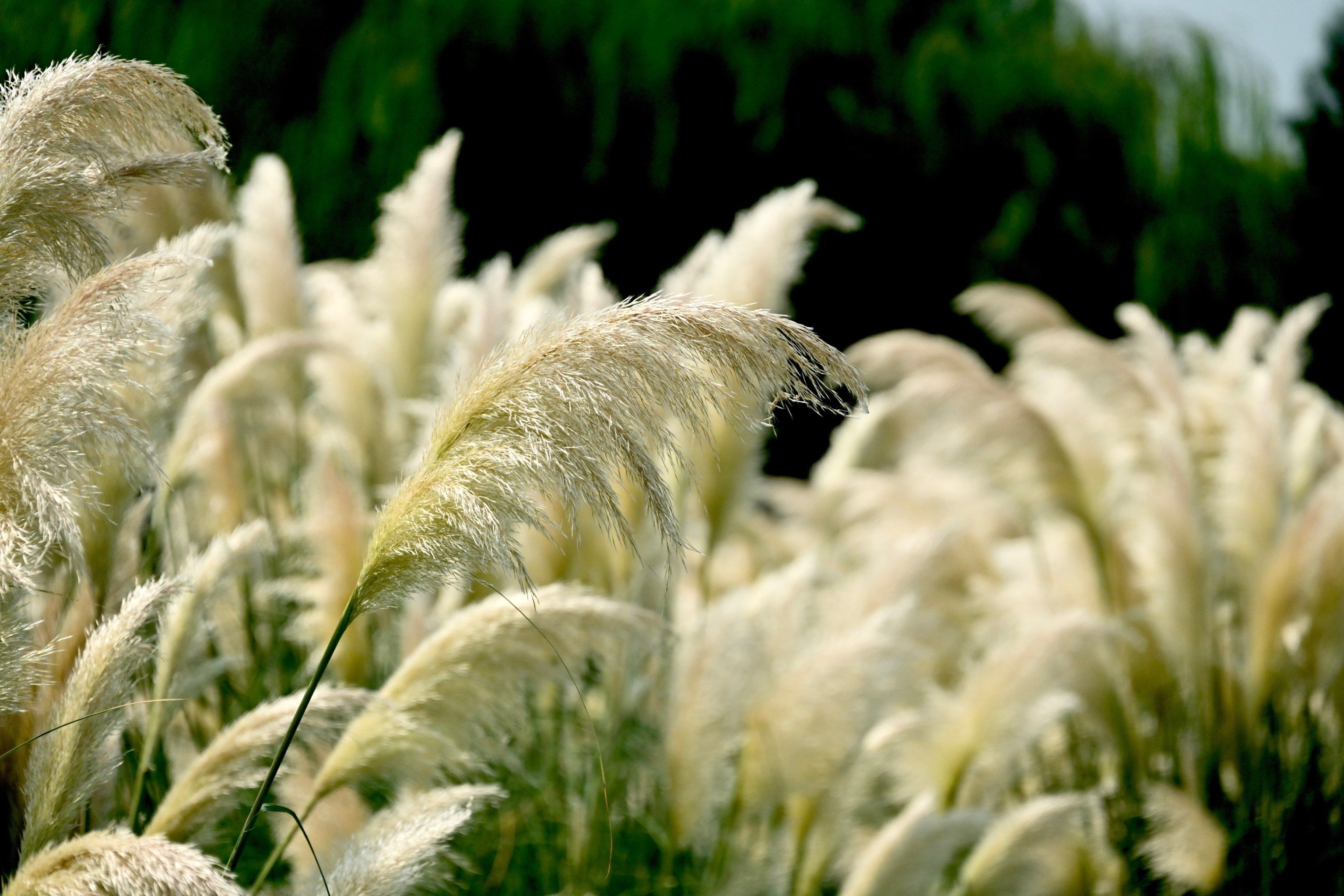 高邮的芦花小镇,人少景美,就是交通不方便