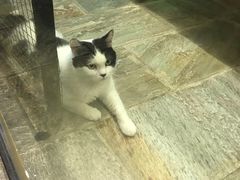 -猫咪博物馆(顶澳仔猫街店)