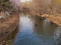 -长白岛森林公园