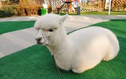 -萌宠亲子动物乐园(槐房万达店)