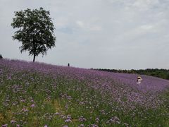-大塘金香草谷