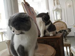 -共舞时光猫咖·狗咖(新街口店)