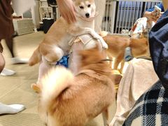 -逗柴咖啡屋·狗咖猫咖宠物桌游