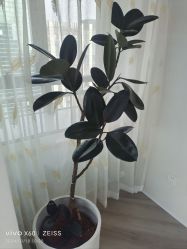-HEYAN荷妍专业脱毛连锁机构