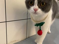 -猫友咖啡店(玉林西路店)