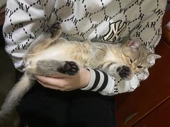 -宠颐生嘉德动物医院