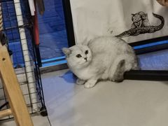 -平行世界·猫咖(首经贸店)
