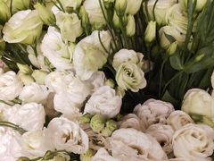 -静岸花卉园艺(三星坊店)