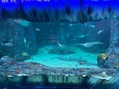 -悉尼海洋生物水族馆