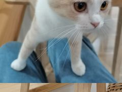-李小姐の猫咖啡馆(五角场店)