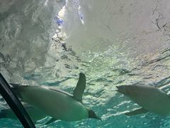 -珠海长隆海洋王国