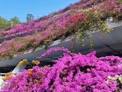 -深圳仙湖植物园-停车场