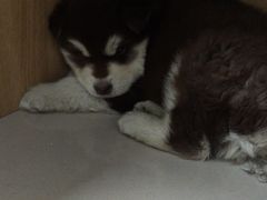 -艾贝尔宠物医院 ·中兽医·宠保定点(北门桥店)