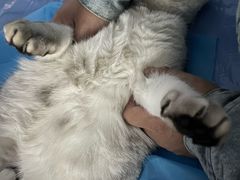 -纳吉亚猫专科动物诊疗中心(蒋宅口分院)