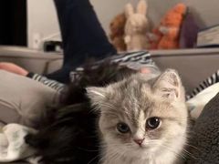 -Bastet sally猫舍购宠(静安店)