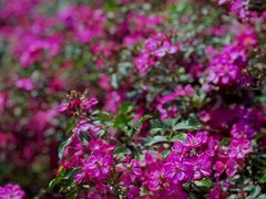 -国家植物园南园