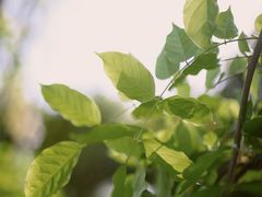 -武汉紫薇都市田园