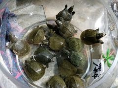 -万商花鸟市场