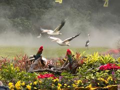 -广州长隆飞鸟乐园