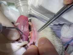 -四月宠物医院·猫专科·心脏专科·内科(转塘店)