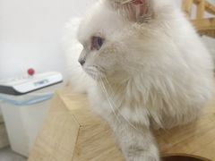 -楼上猫咖(罗湖店)