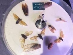 -陕西自然博物馆