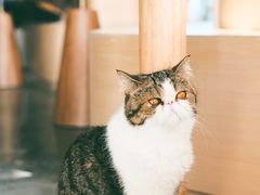 -瞄一喵猫咖(格力海岸店)
