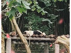 -都江堰中华大熊猫苑