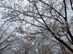 -顾村公园