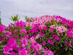 -秀丽东方