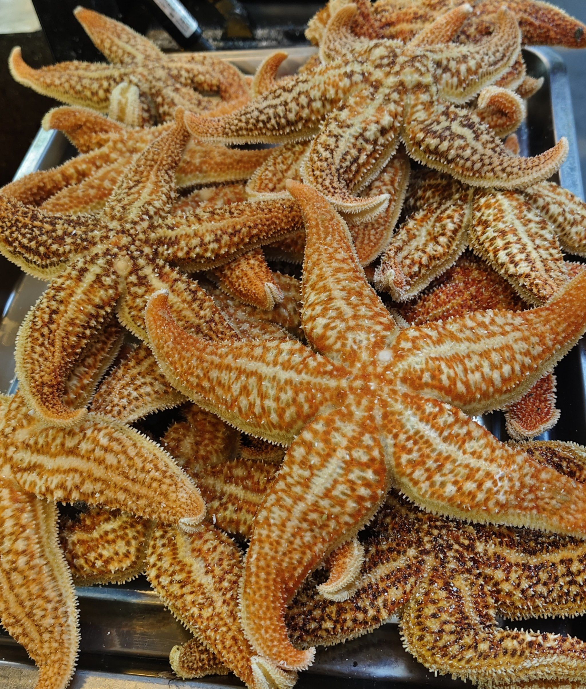 天天领红包 威海的的海星好大一只第一