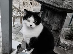 -喵屿·大理花园猫咖