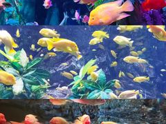 -珠海长隆海洋王国