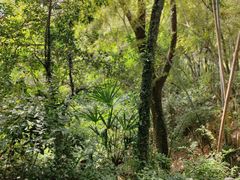 -上海佘山国家森林公园天马山园