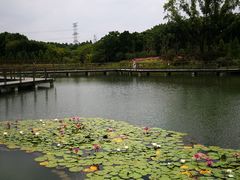 -昆山城市生态森林公园
