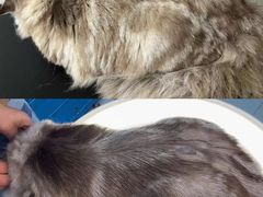 -翊宠yipet猫狗购宠庄园犬舍•猫舍